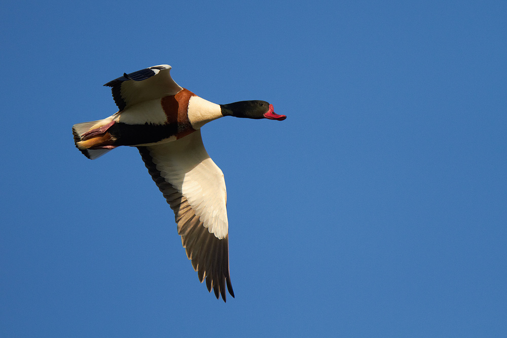 Gravand / Shelduck Tadorna tadorna