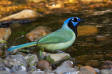 Green Jay Cyanocorax yncasGreen Jay Cyanocorax yncas