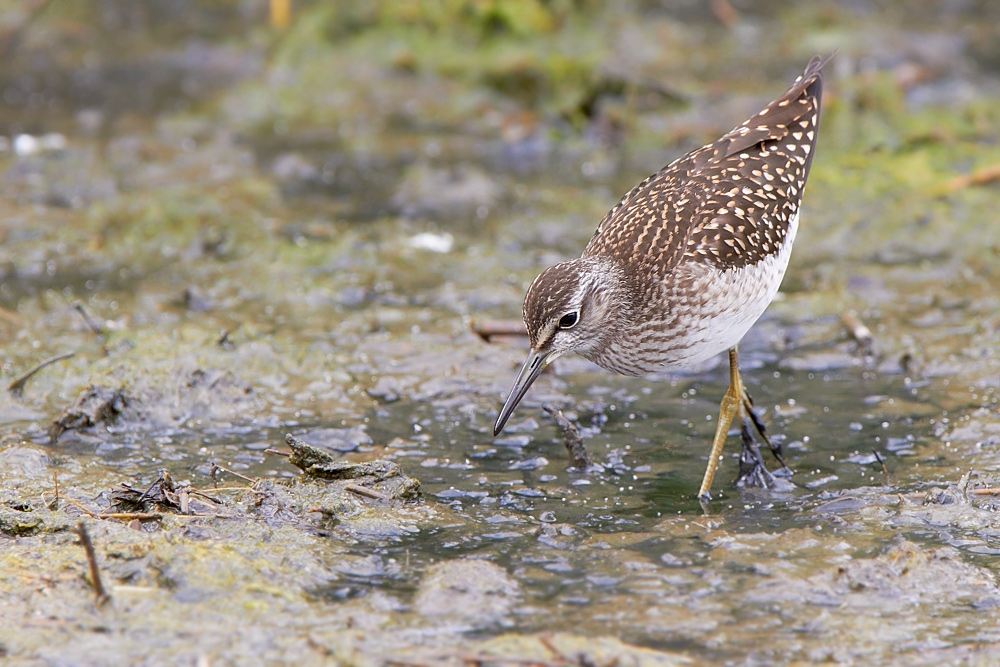 Grnbena /  Wood Sandpiper   Tringa glareola 