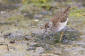 Grnbena /  Wood Sandpiper   Tringa glareola 