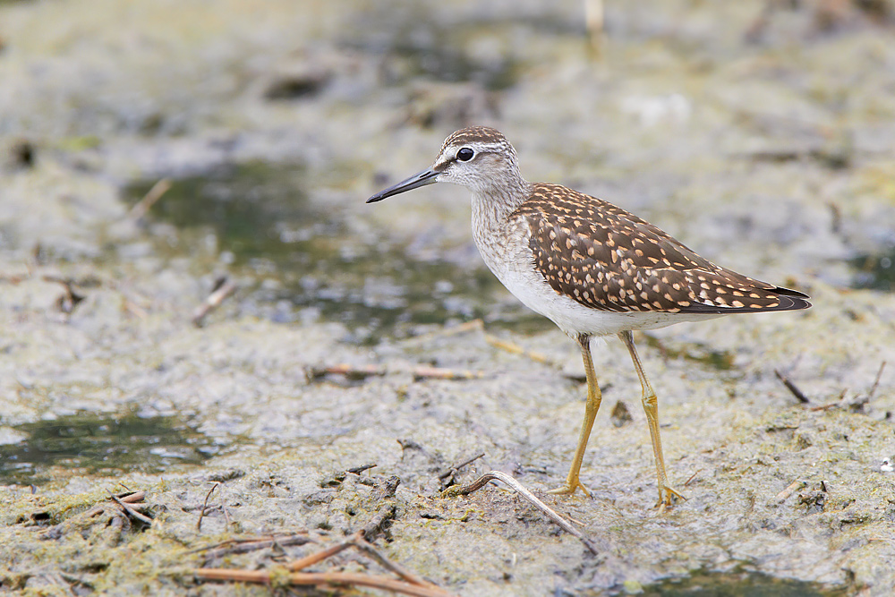 Grnbena /  Wood Sandpiper   Tringa glareola 