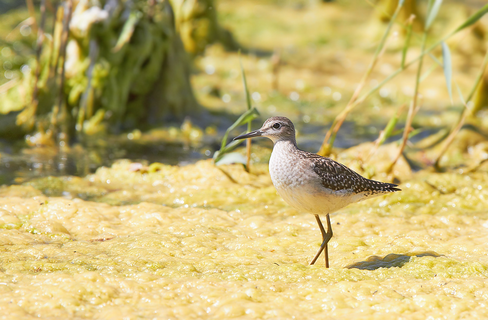 Grnbena /  Wood Sandpiper   Tringa glareola 