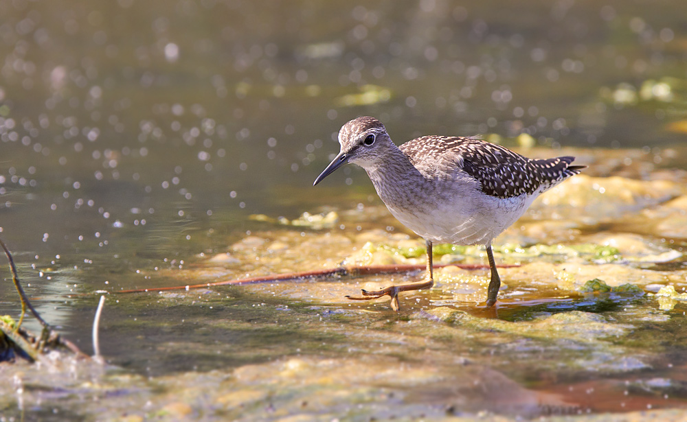 Grnbena /  Wood Sandpiper   Tringa glareola 