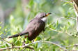 Gulnbbad regngk Yellow-billed Cuckoo Coccyzus americanus