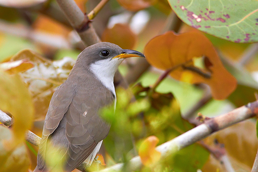 Gulnbbad regngk Yellow-billed Cuckoo Coccyzus americanus