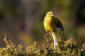 Gulsparv / Yellow Hammer Emberiza citrinella 