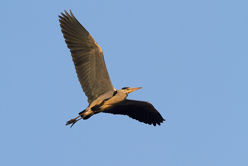 Grhger / Grey Heron Ardea cinerea 