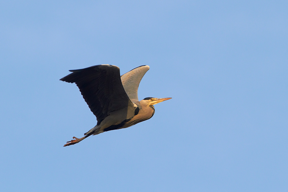 Grhger / Grey Heron Ardea cinerea 