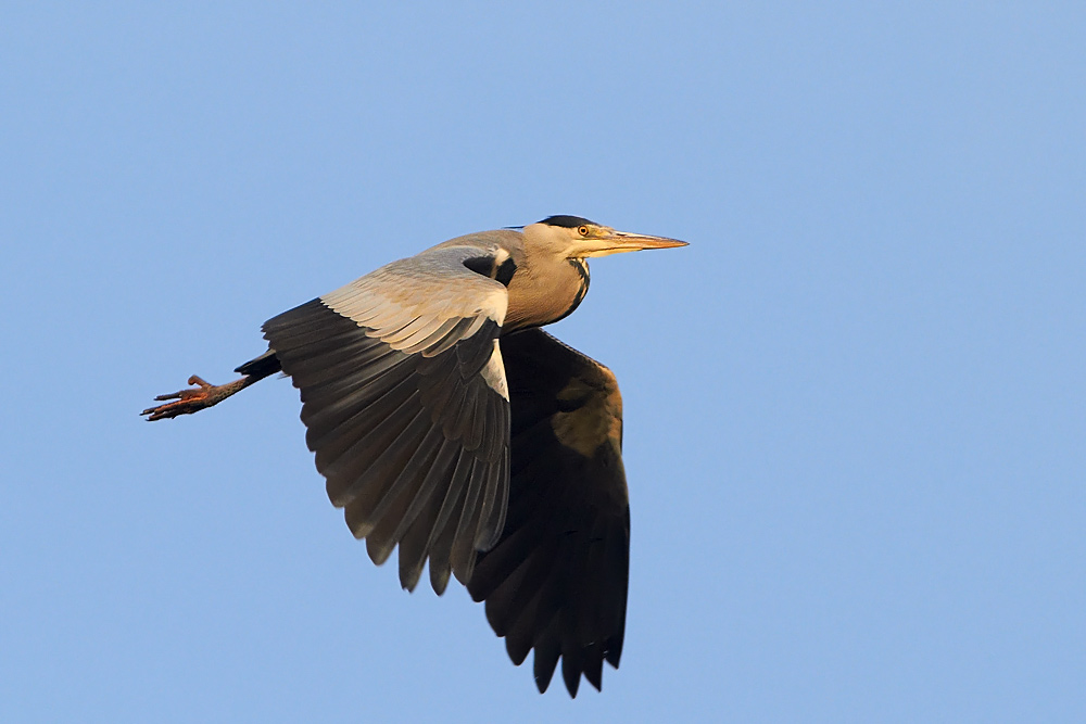 Grhger / Grey Heron Ardea cinerea 