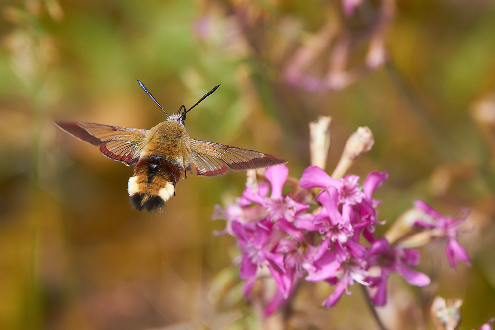 Humlelik dagsvrmare Hemaris fuciformis