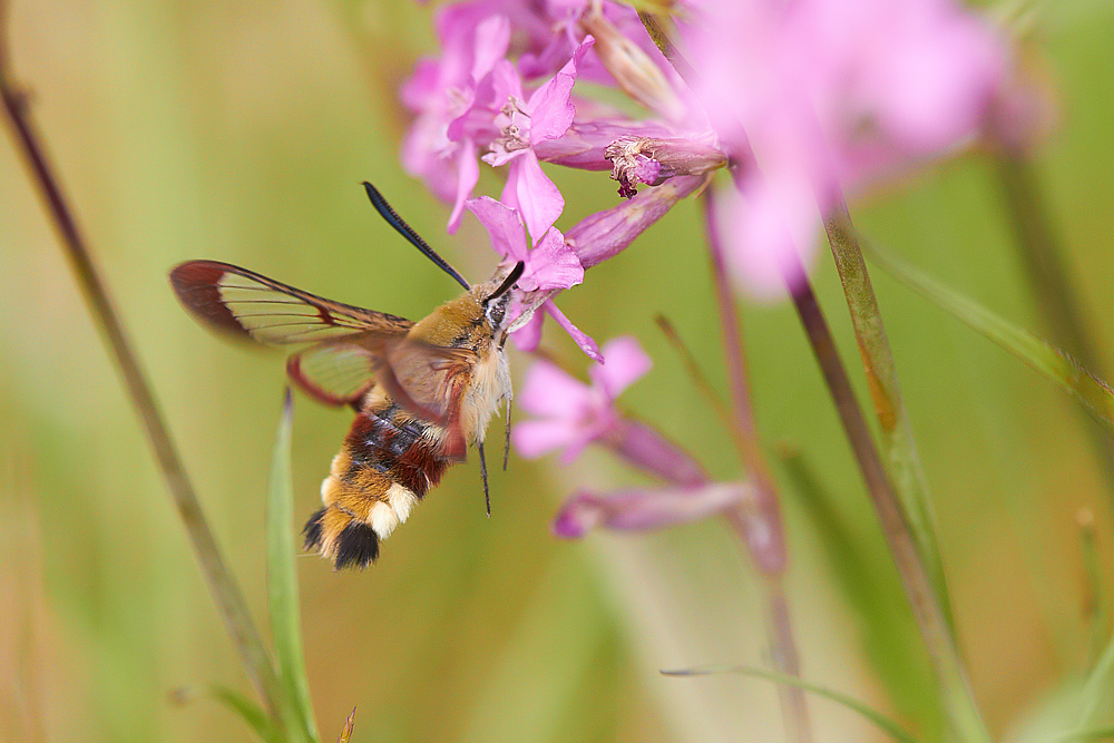 Humlelik dagsvrmare Hemaris fuciformis