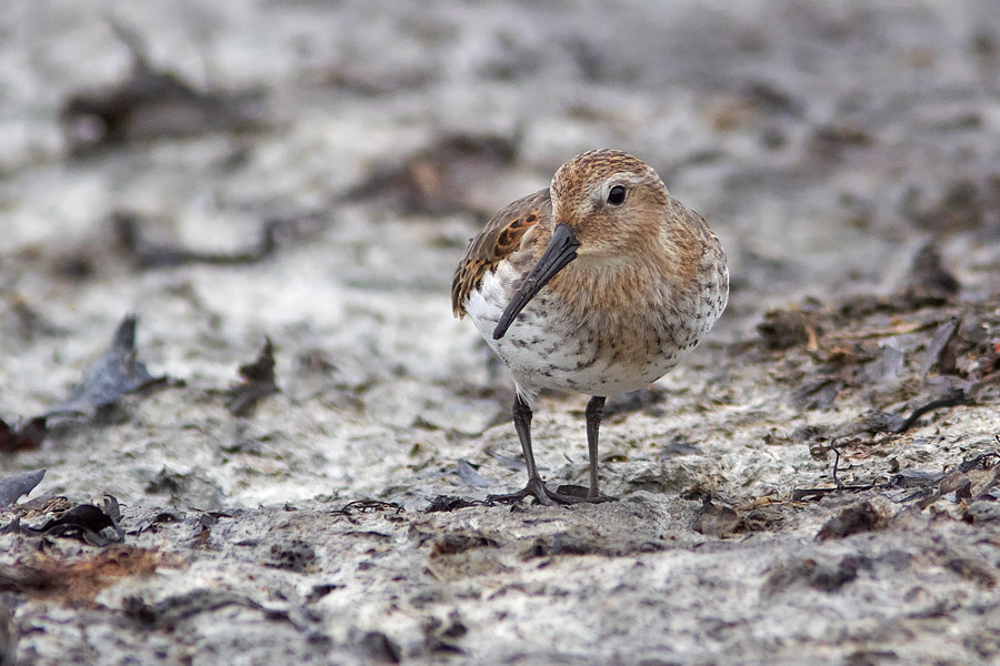 Krrsnppa / Dunlin Calidris alpina 