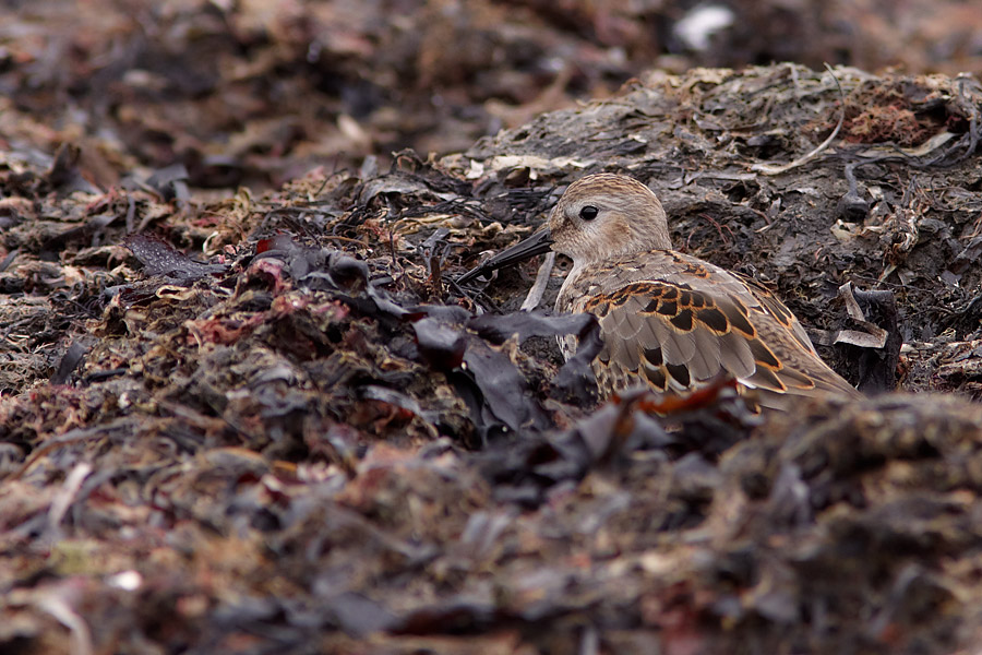 Krrsnppa / Dunlin Calidris alpina 