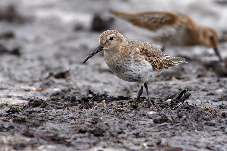 Krrsnppa / Dunlin Calidris alpina 