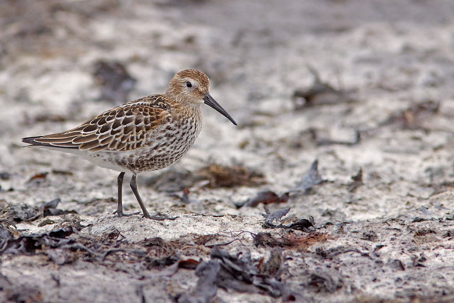 Krrsnppa / Dunlin Calidris alpina 