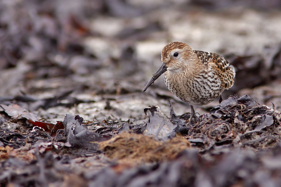 Krrsnppa / Dunlin Calidris alpina 