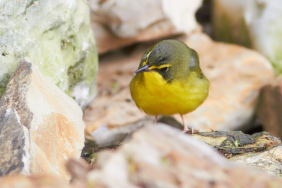 Kentucky Warbler Oporornis formosus