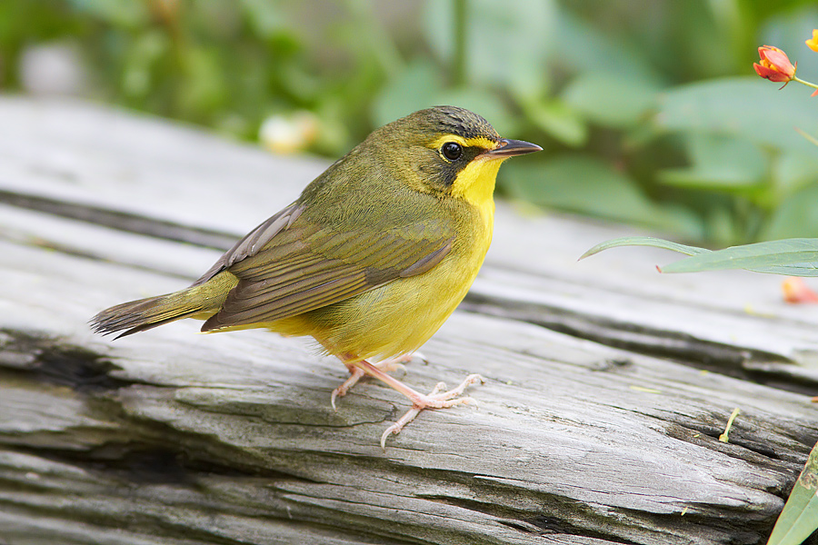 Kentucky Warbler Oporornis formosus