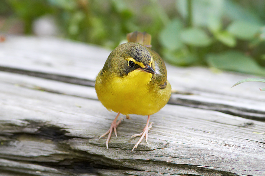 Kentucky Warbler Oporornis formosus