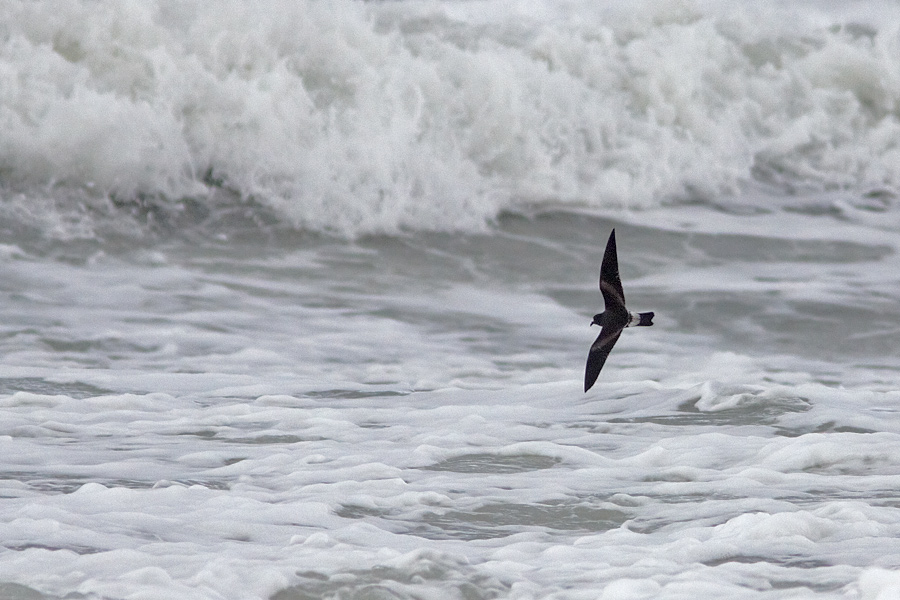 Klykstjrtad stormsvala / Leach's Petrel Oceanodroma leucorhoa