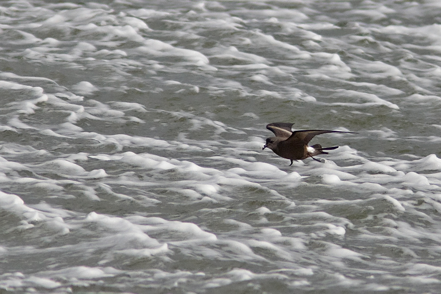 Klykstjrtad stormsvala / Leach's Petrel Oceanodroma leucorhoa