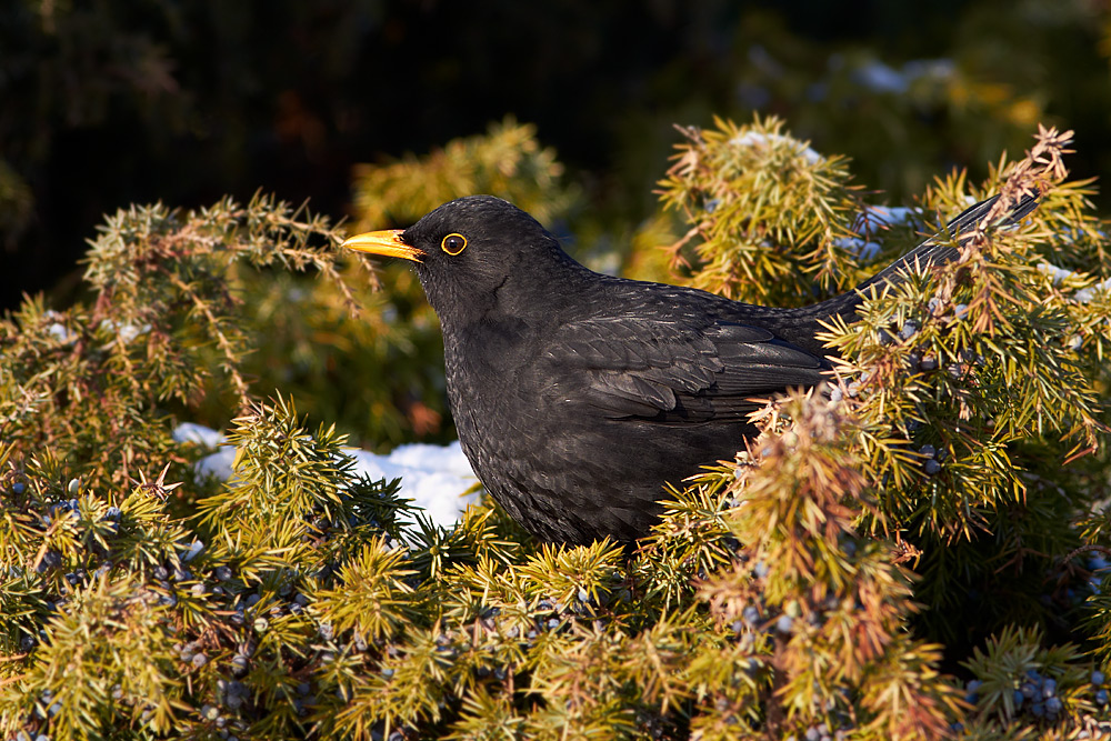 Koltrast / Common Blackbird  Turdus merula   