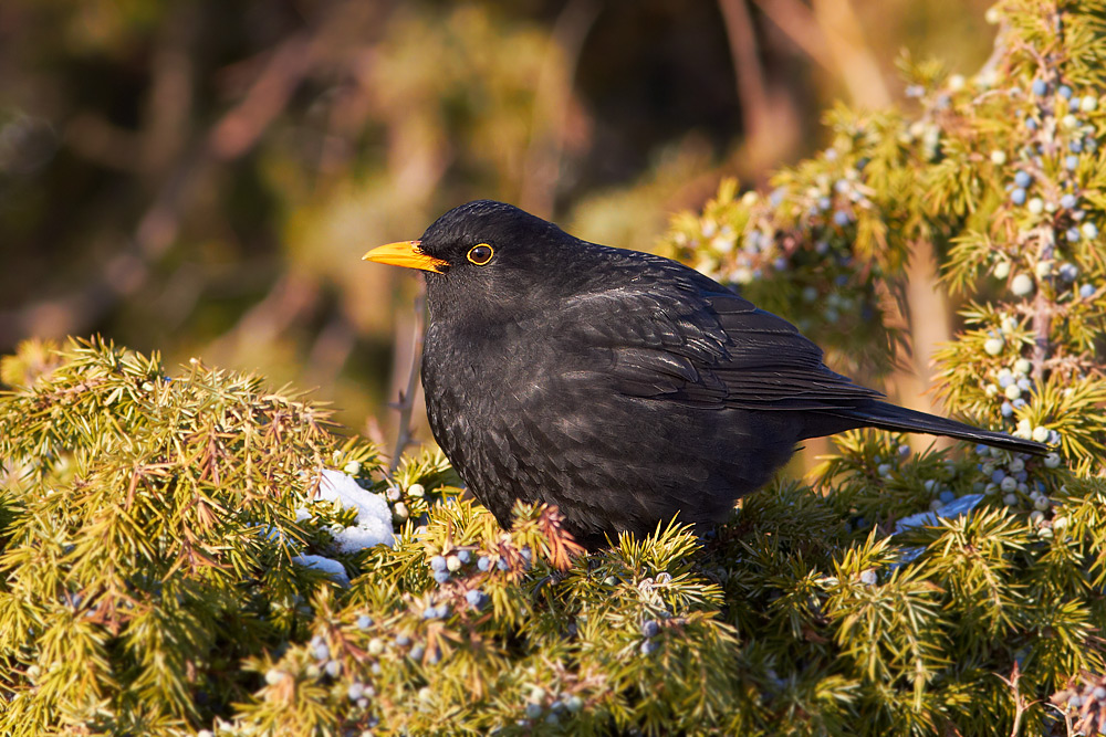 Koltrast / Common Blackbird  Turdus merula   