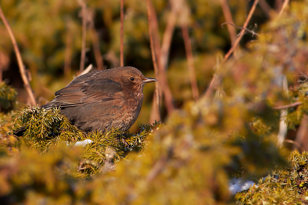 Koltrast / Common Blackbird  Turdus merula   