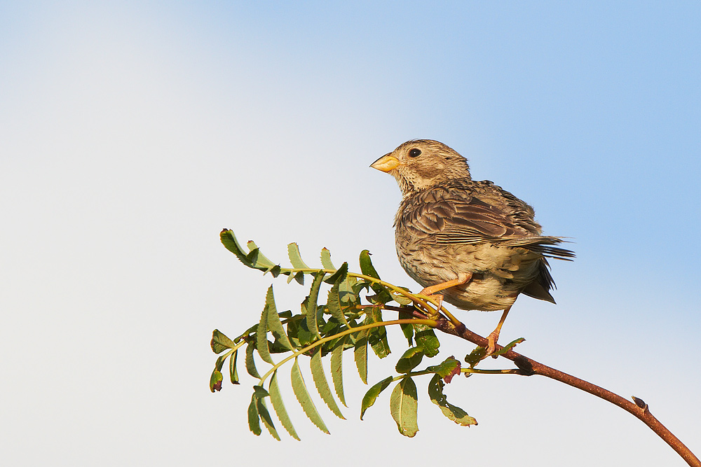 Kornsparv / Corn Bunting Emberiza calandra