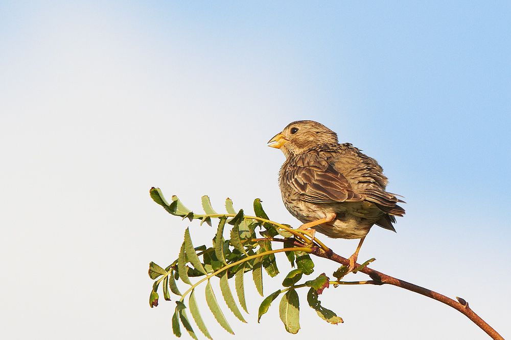 Kornsparv / Corn Bunting Emberiza calandra