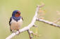 Ladusvala / Swallow Hirundo rustica   