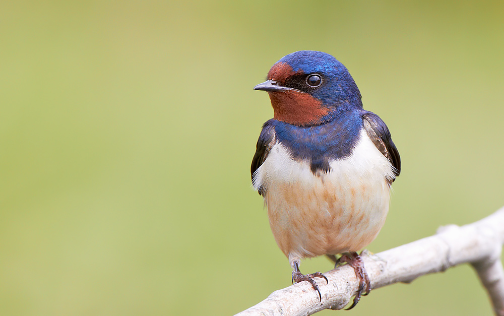 Ladusvala / Swallow Hirundo rustica   