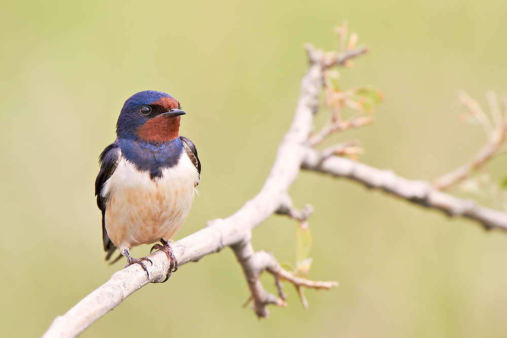 Ladusvala / Swallow 