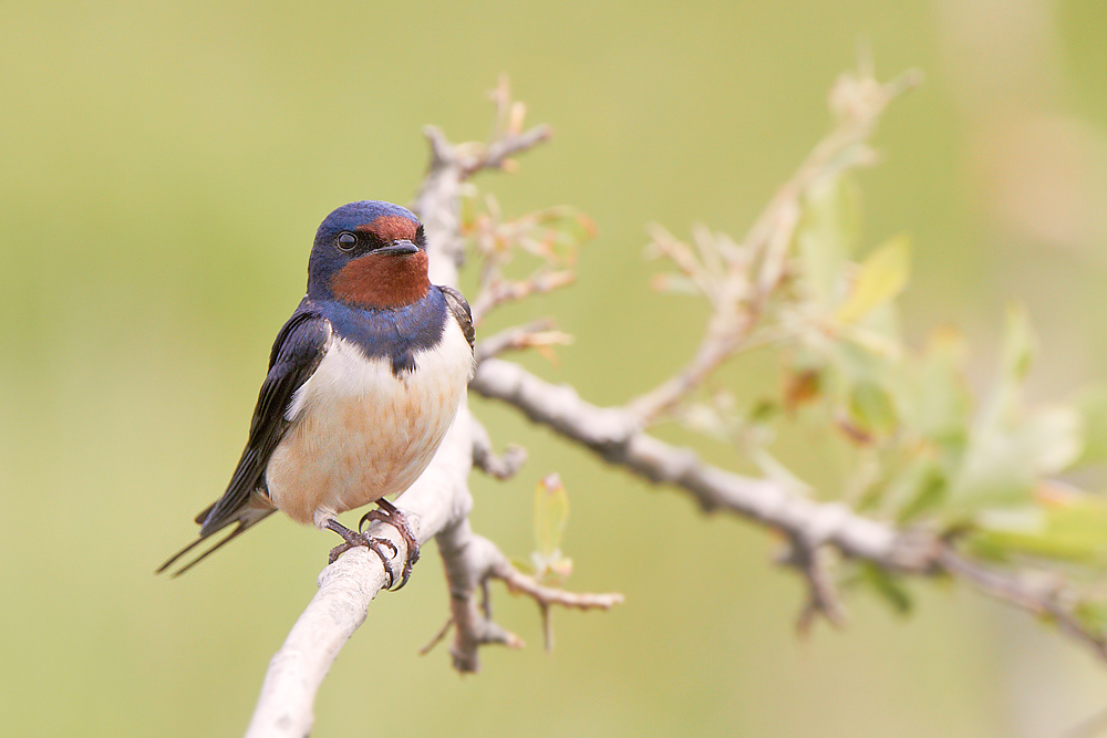 Ladusvala / Swallow 