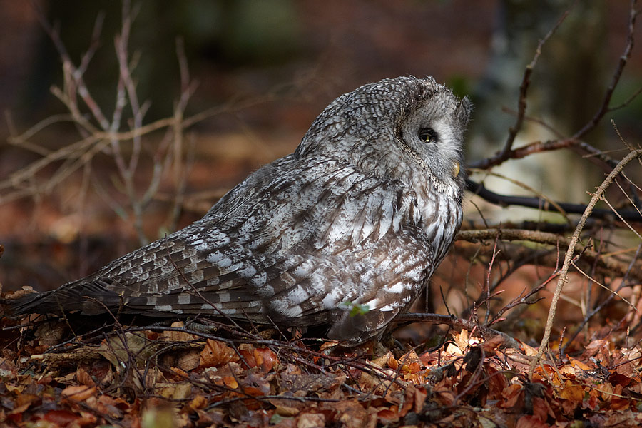 Lappuggla / Great Grey Owl Strix nebulosa