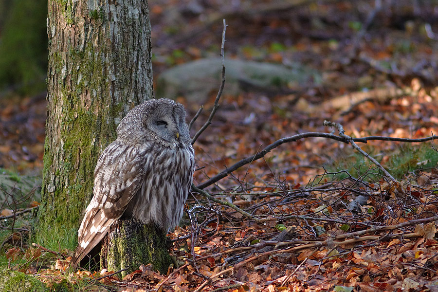 Lappuggla / Great Grey Owl Strix nebulosa