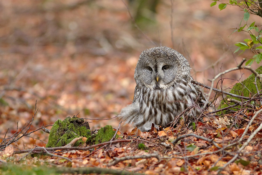 Lappuggla / Great Grey Owl Strix nebulosa