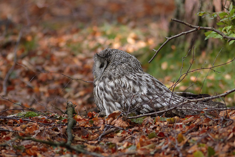 Lappuggla / Great Grey Owl Strix nebulosa