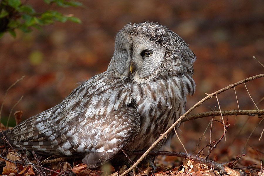 Lappuggla / Great Grey Owl Strix nebulosa