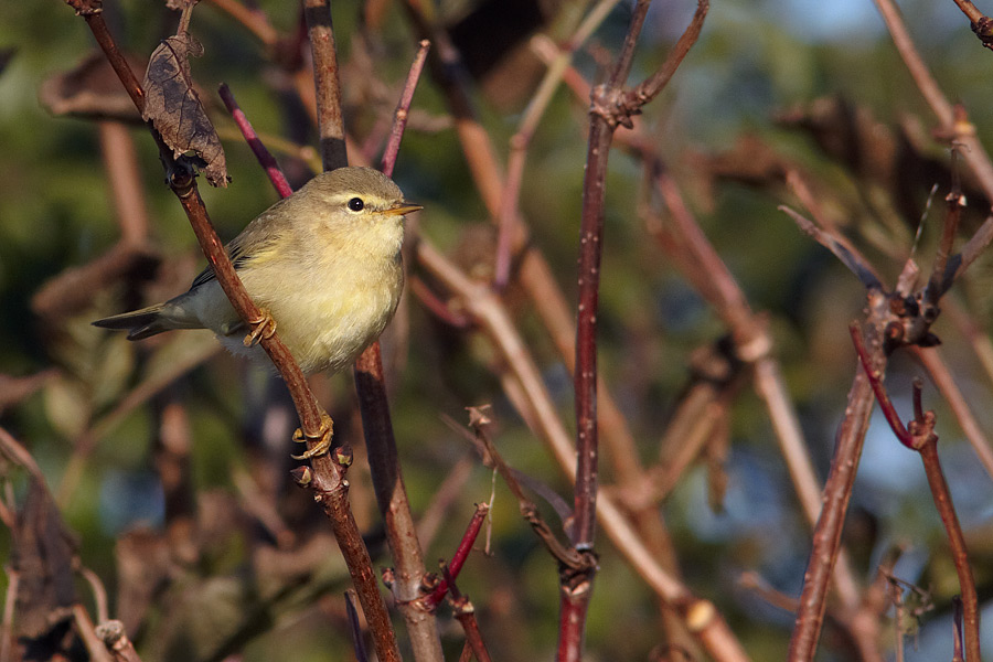 Lvsngare /  Willow Warbler Phylloscopus trochilus