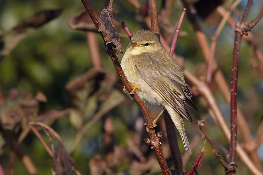 Lvsngare /  Willow Warbler Phylloscopus trochilus