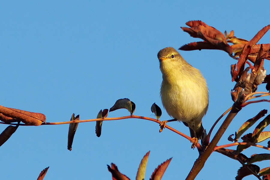 Lvsngare /  Willow Warbler Phylloscopus trochilus 