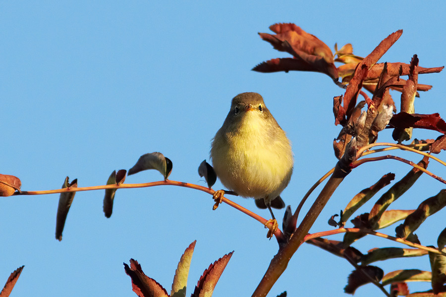 Lvsngare /  Willow Warbler Phylloscopus trochilus 