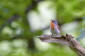 Mindre flugsnappare / Red-breasted Flycatcher Ficedula parva 