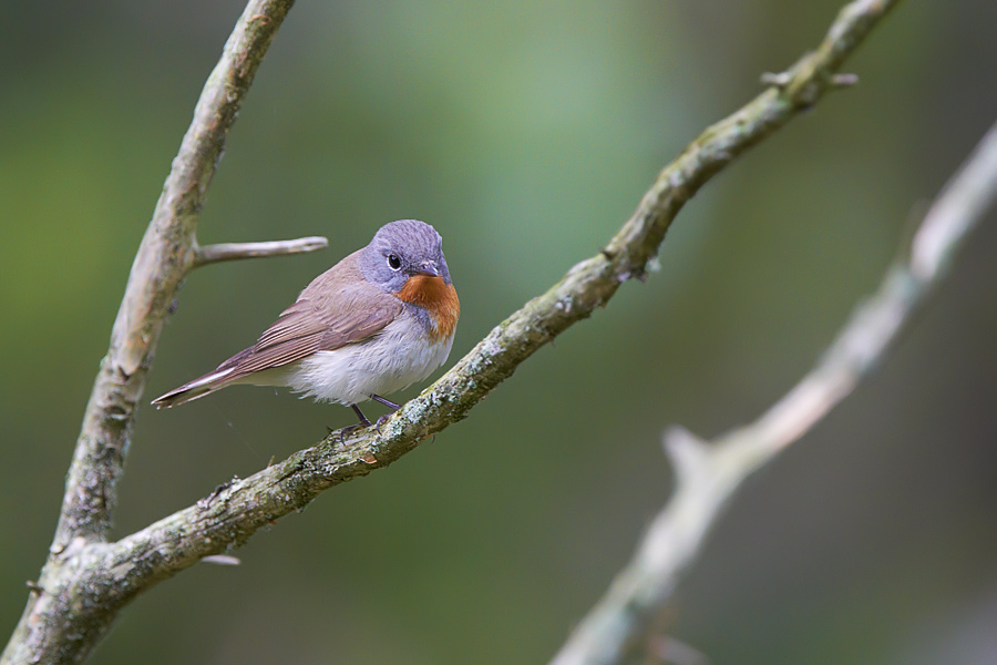 Mindre flugsnappare / Red-breasted Flycatcher 