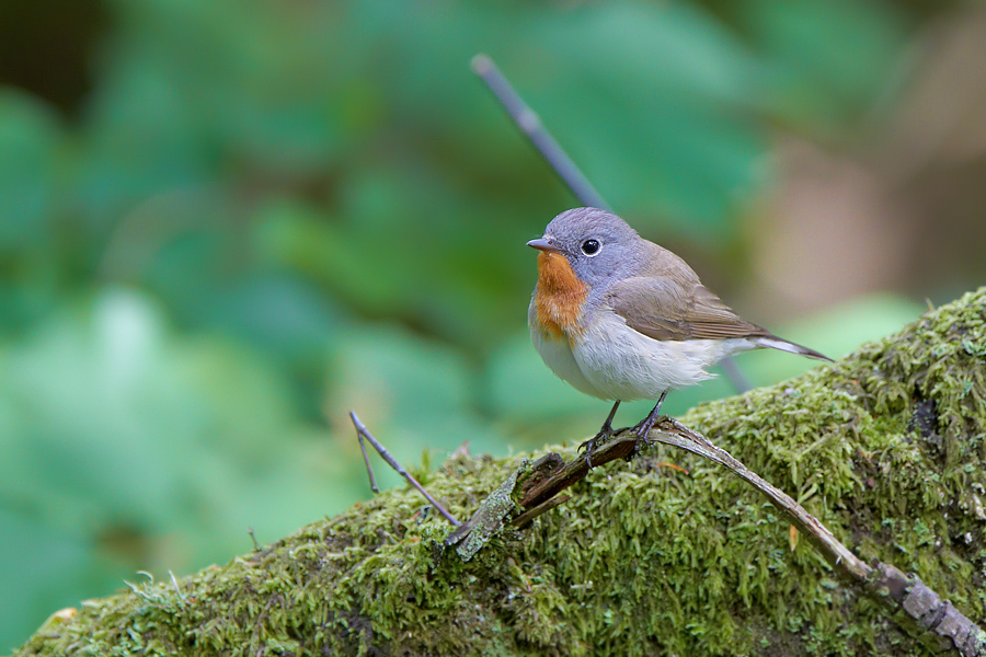 Mindre flugsnappare / Red-breasted Flycatcher 