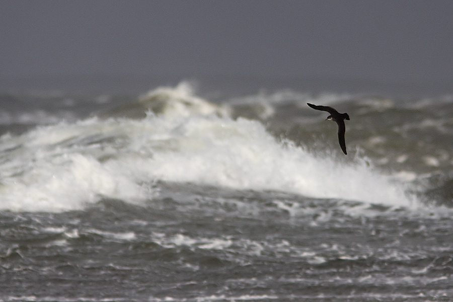 Mindre lira / Manx Sherwater Puffinus puffinus