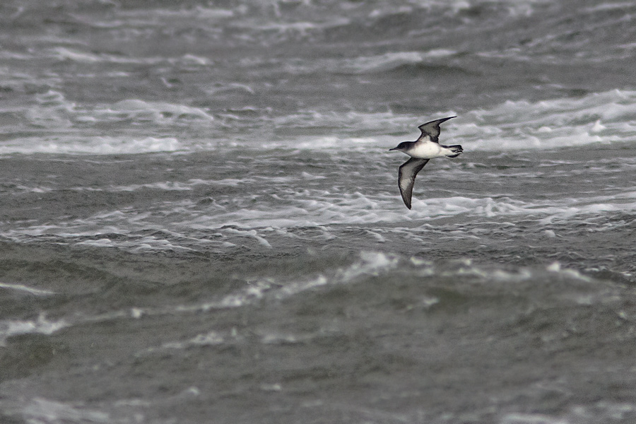 Mindre lira / Manx Sherwater Puffinus puffinus