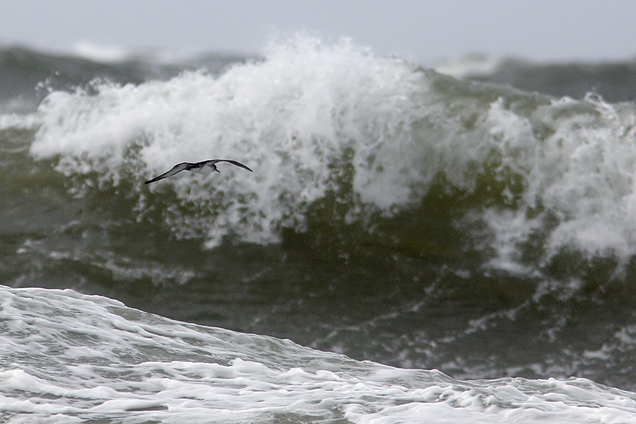 Mindre lira / Manx Sherwater Puffinus puffinus