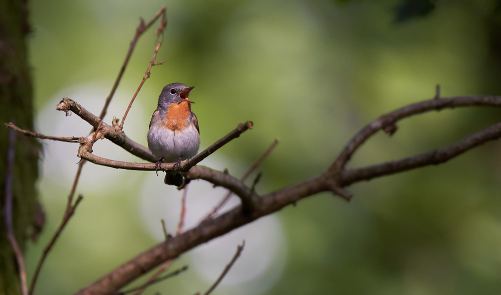 Mindre flugsnappare / Red-breasted Flycatcher 